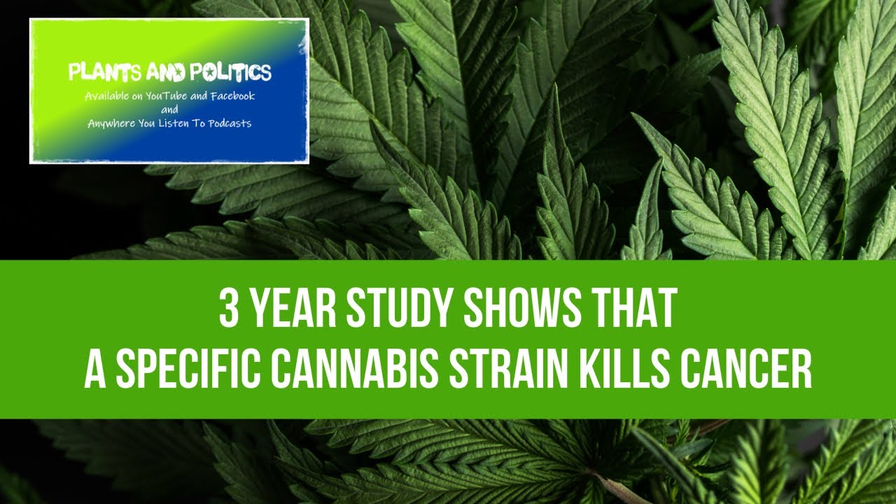 Cannabis Kills Cancer Cells In 3 Year Study YouTube
