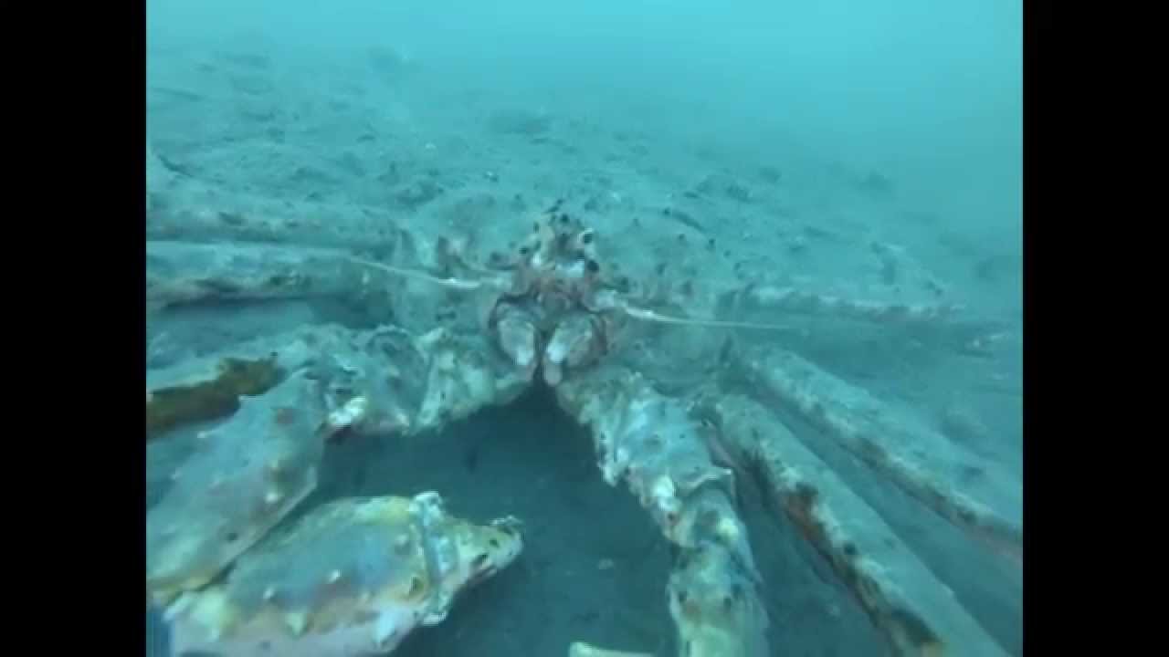 20150308 Tee Harbor Dive King Crab BioMass YouTube