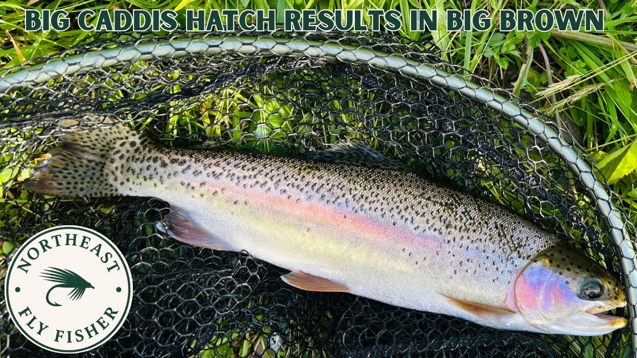 NORTHEAST FLYFISHING : EVENING SESSION BIG CADDIS HATCH