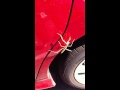 Stick insect