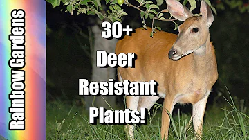 Will deer eat ferns?