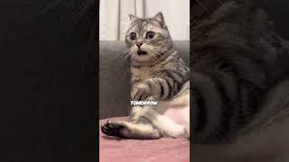 Funny Cat Reaction 😂🐱 #shorts #cat #funnycat #cutecat #catlover #pets #viral #funnyanimals