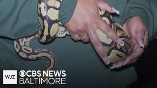 Family’s missing pet python found more than 50 miles away at In-N-Out Burger restaurant