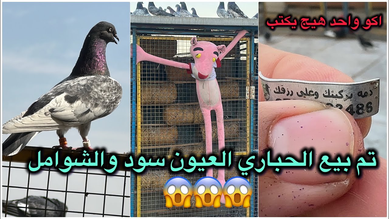 نباعت الشوامل🤕نباعت الحباري🤒نباعت الحباري العيون بيض الصغار😓