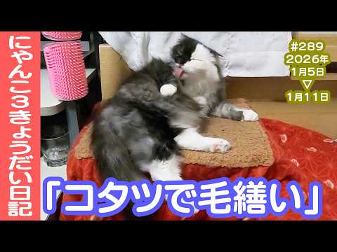 CatsLife #猫のいる暮らし #猫のいる生活 #猫のいる幸せ #猫好きさんと