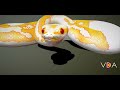 Animals - Trăn Bóng - Ball Python