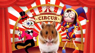 Hamster in an AMAZING DIGITAL CIRCUS. Circus hamster maze.
