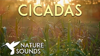 Cicadas Sounds / Crickets ✿ The Sound of Rural Japan! ("Anime Cricket Sounds.")
