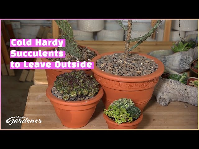 Cold Hardy Succulents | Volunteer Gardener - YouTube