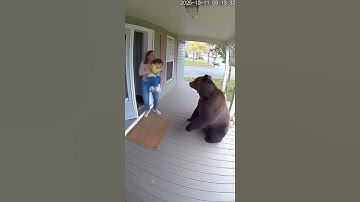 Bear eat snacks from kid and attack kid