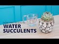 How and When to Water Succulents in Pots With and Without a Drainage Hole