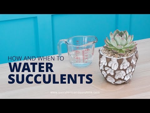 How and When to Water Succulents in Pots With and Without a Drainage Hole