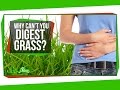 Why Can't You Digest Grass?