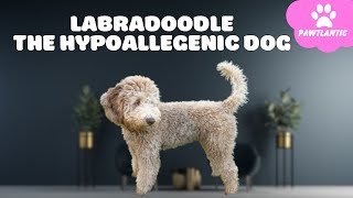 Discover the Labradoodle  The Fun, Friendly, and Hypoallergenic Dog