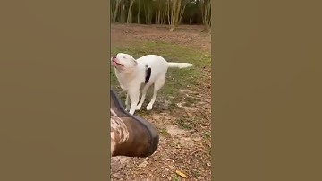 Thumbnail of Blind dog suddenly smells her owner 🥺 Heart Touching Video 😍 #shorts #dog #youtube #youtubeshorts