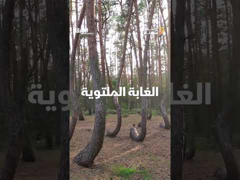 الغابة الملتوية