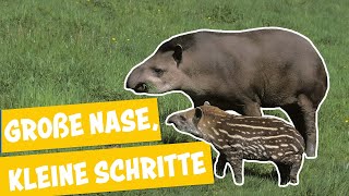 Ein kleines Tapir entdeckt die Welt | Panda, Gorilla und Co.