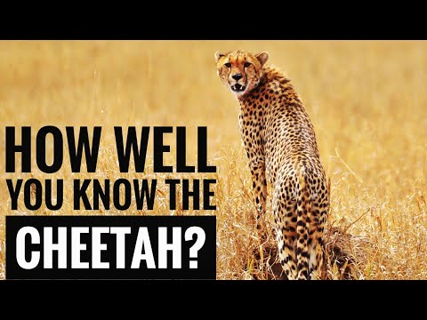 Cheetah || Description, Characteristics and Facts!