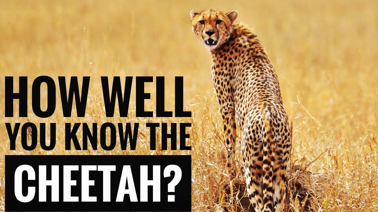 Cheetah || Description, Characteristics and Facts! - YouTube