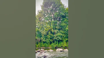 کاش کبوتر میبودم MasudaAfzai Vn7vb 