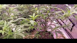 Grower Deacon Dave indoor grow update 1/20/2