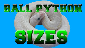 Ball Python Sizes Baby to Adult