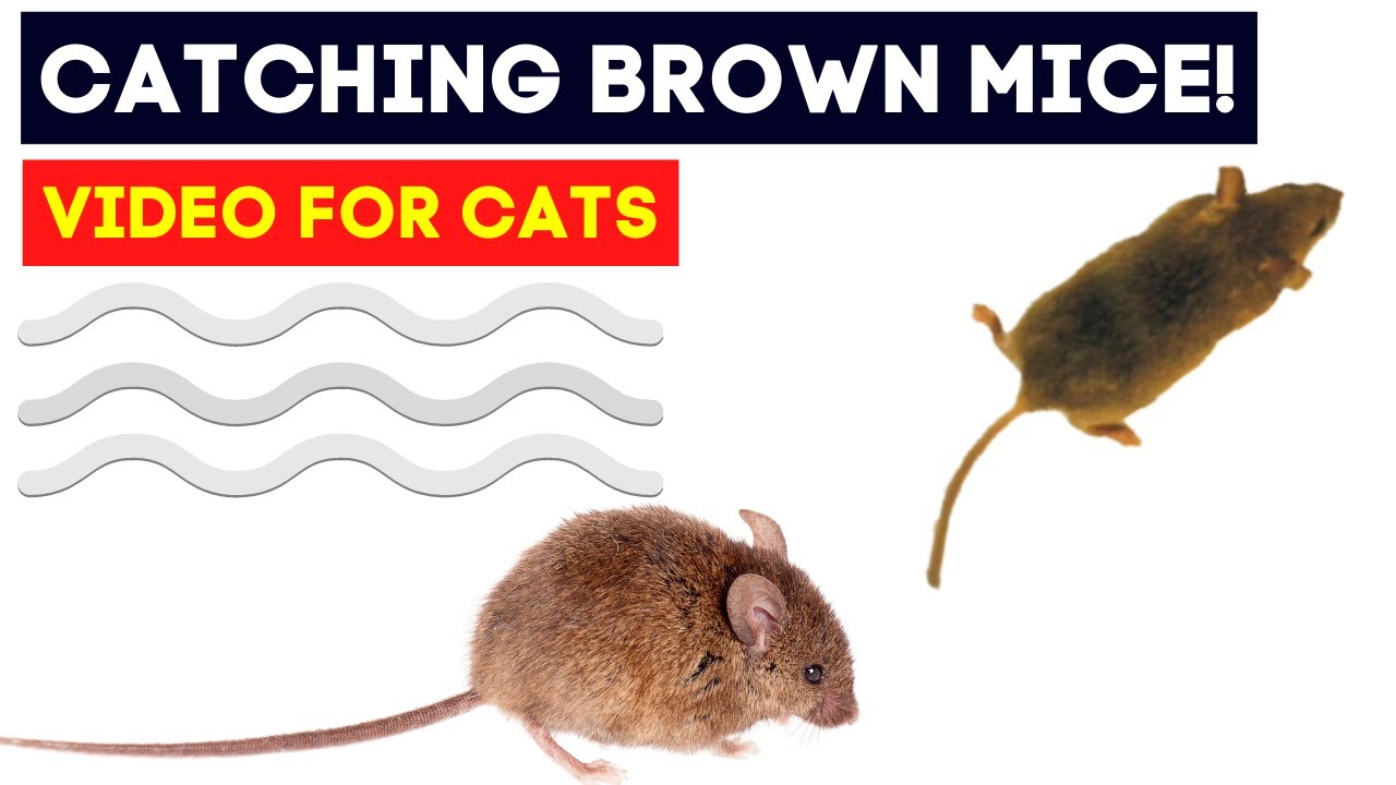 CAT GAMES on SCREEN! Brown Mouse Hunt Game for Cats entertainment