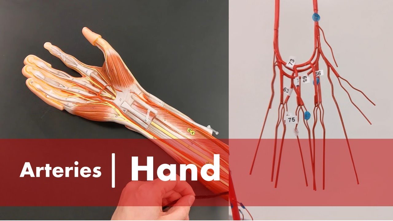 Arteries of the Hand YouTube