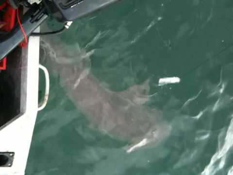 7 gill Shark on a hand line in 12ft tinny