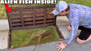 I Found a Mysterious Sewer INFESTED with Alien Fish!