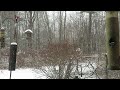 The Gift of Birds Feeding During a Maine Snowfall