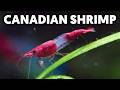 Red rili shrimp the next official canadian symbol