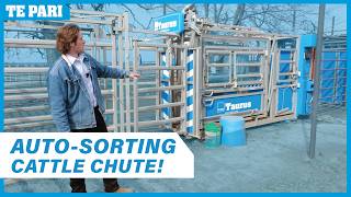 Taurus Auto-Sorting Cattle Chute | Overview | USA