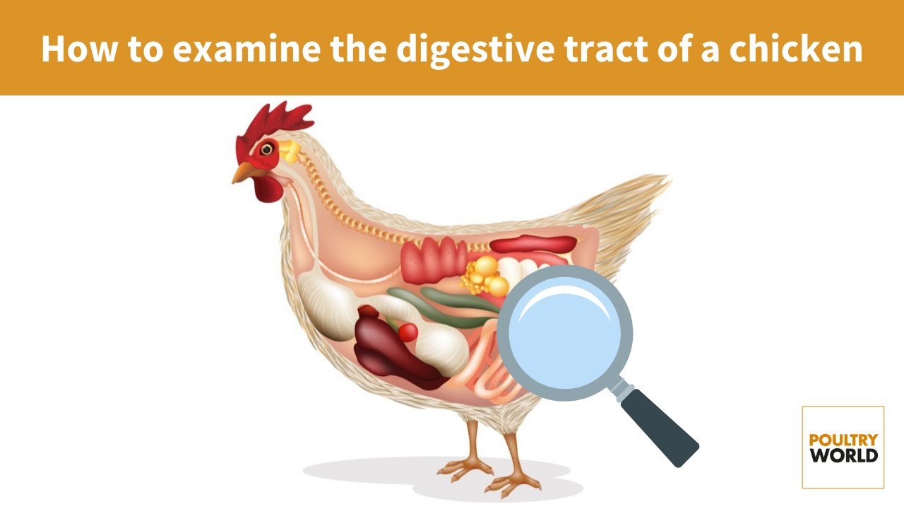 Chicken Digestive System Capacity Bird Digestion