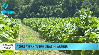 Azərbaycan xaricə tütün ixracını artırır | Kanal S Xəbər