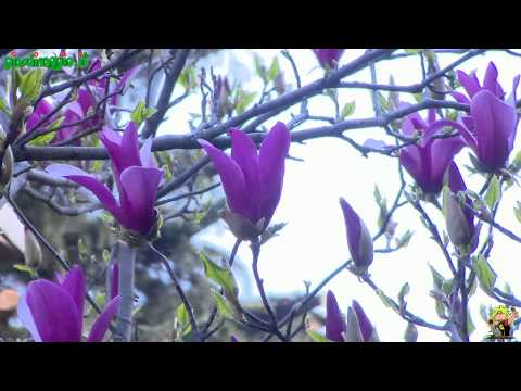 Video: Cura dell'albero di magnolia meridionale: coltivare magnolie meridionali nel tuo giardino