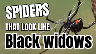 8 Spiders That Look Like Black Widows
