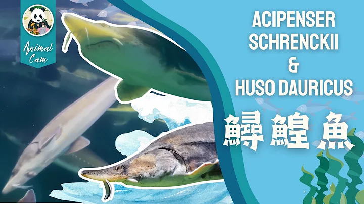「水中活化石」鱘鰉魚！白堊紀誕生的牠們有什麼「長壽」秘密？ Living Fossils Under Water #animals #達氏鰉 #史氏鱘 #黑龍江 #riverbeluga - 天天要聞