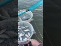 #Fishingisthetopsports#SlipperyFishing #FishingMan#FeelingThanks to #carp Kuaishou I'm going