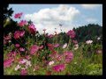 秋桜.avi