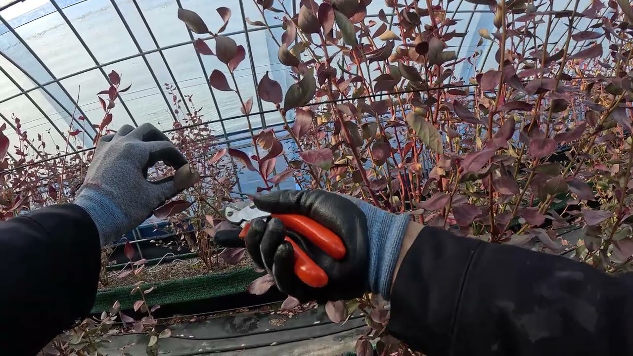 블루베리 동계전정 지도영상, 메도우락 식재3년차, 수세강한 경우(26.01.31.)