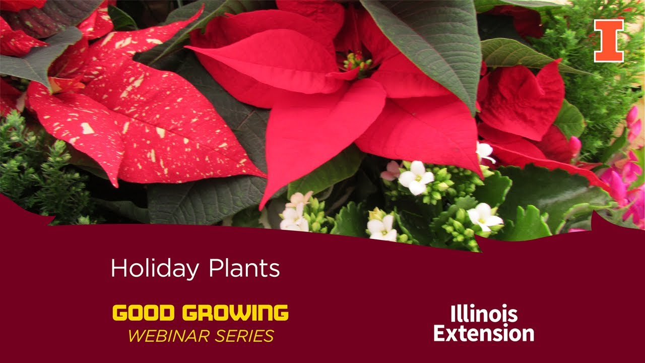 How to Care for Popular #Holiday Plants | #GoodGrowing - YouTube