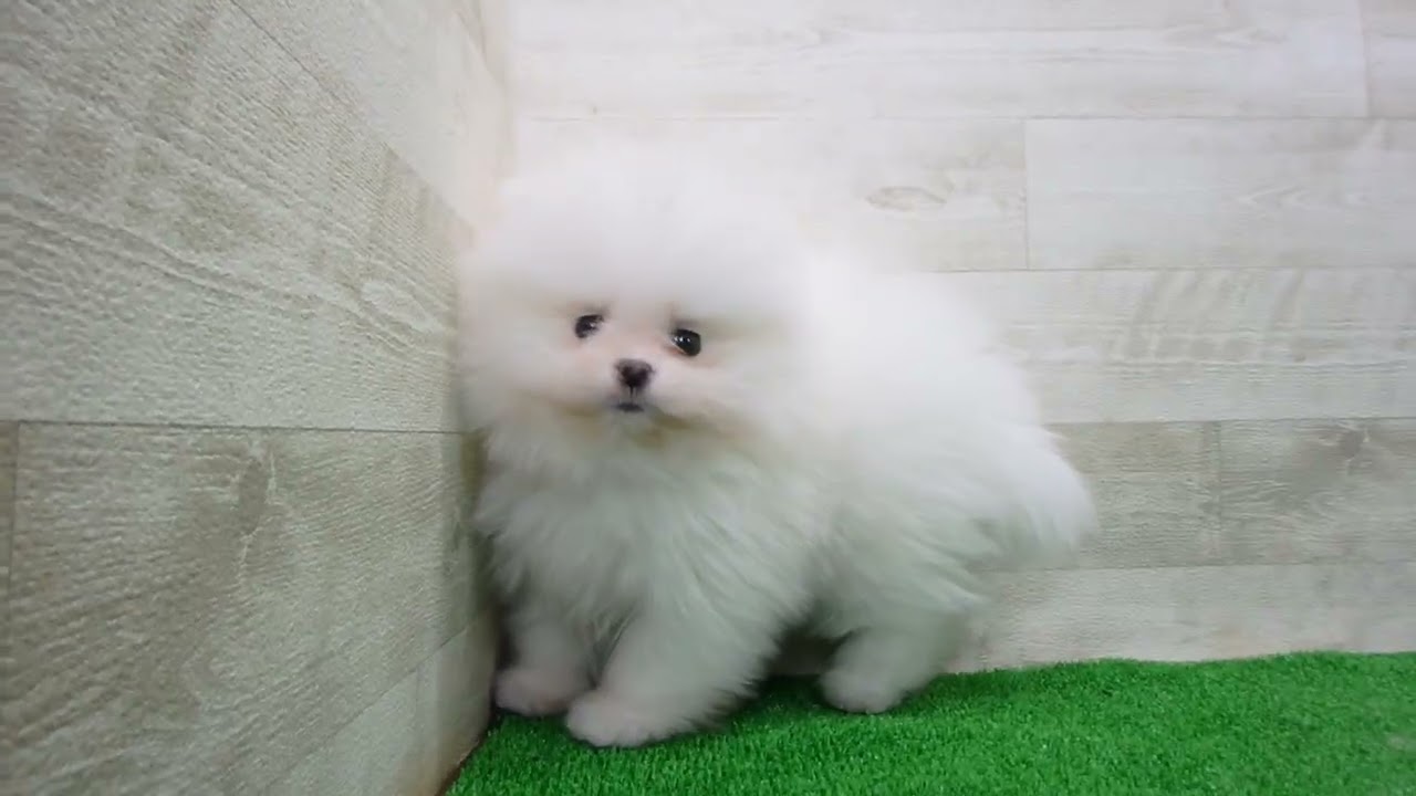 Coo&RIKU No.00747078 ポメラニアン - YouTube