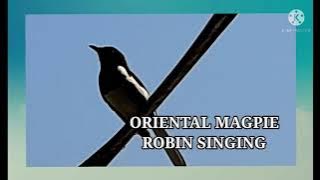 Oriental Magpie Robin Sound ~ call and song ~ #bird