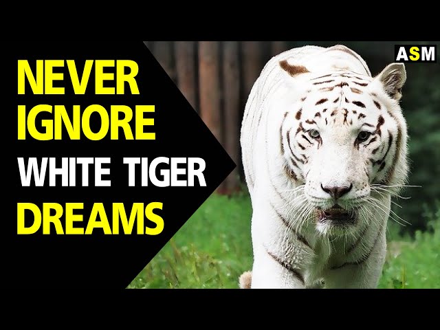 Whats The Meaning Of A White Tiger