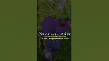 القرآن الكريم تلاوة خاشعة (اللهم صلي على نبينا محمد )