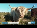 Ref:902bUmXmzB0 H�rault : les vaches �cossaises en p�turage