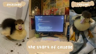 ch. 3 the start of college - classes, rescueing ducklings, unboxing a kindle 🦆📚🖥️