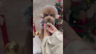 MINIATURE TOY POODLE GROOMING  #puppy #dog #adorabledog #shortsvideo