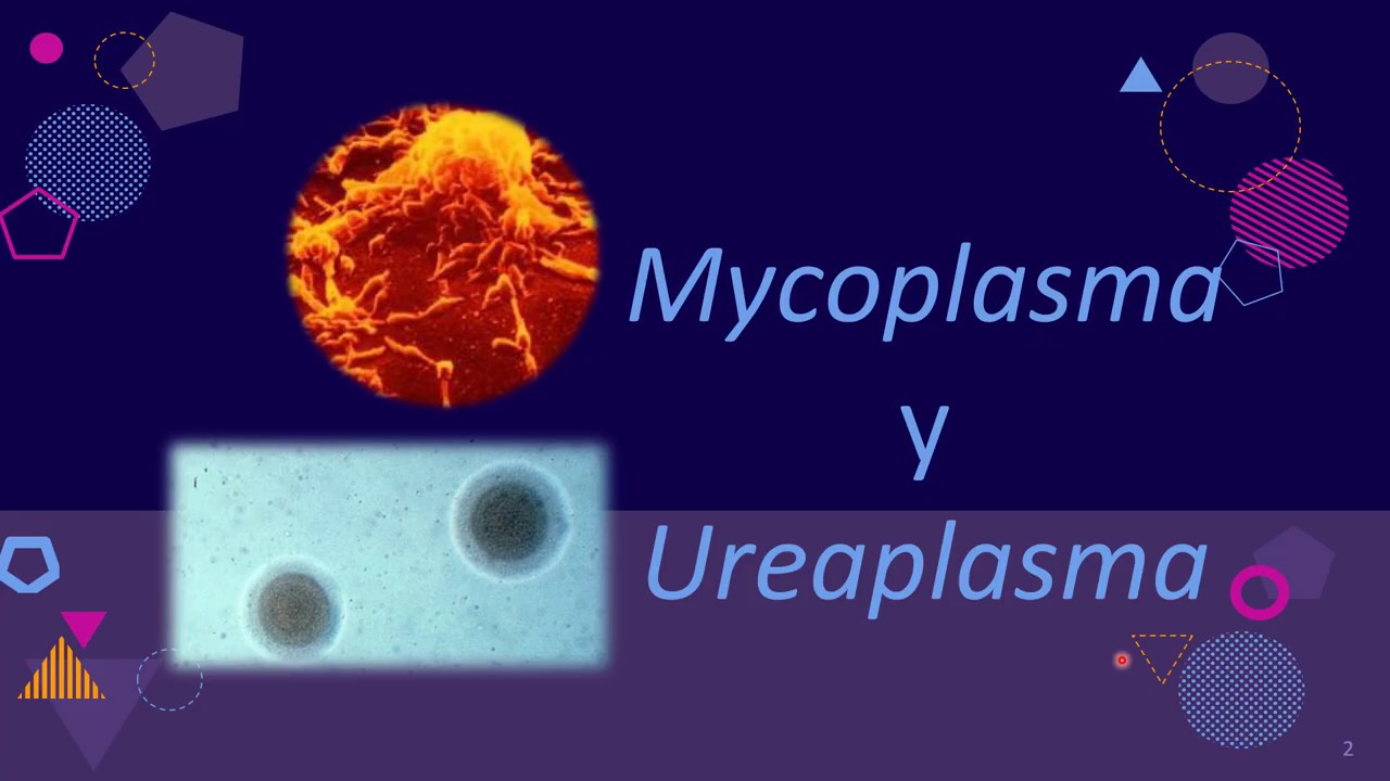 Ureaplasmosis és szemölcsök